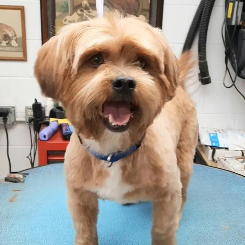 Cocoloco thumbnail 3