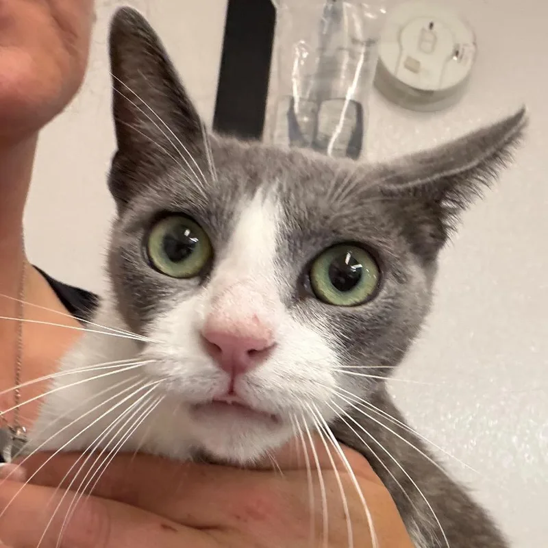 An adult medium-sized female Gray / Blue / Silver Domestic Short Hair cat named Katelyn for adoption in Lake Jackson, TX