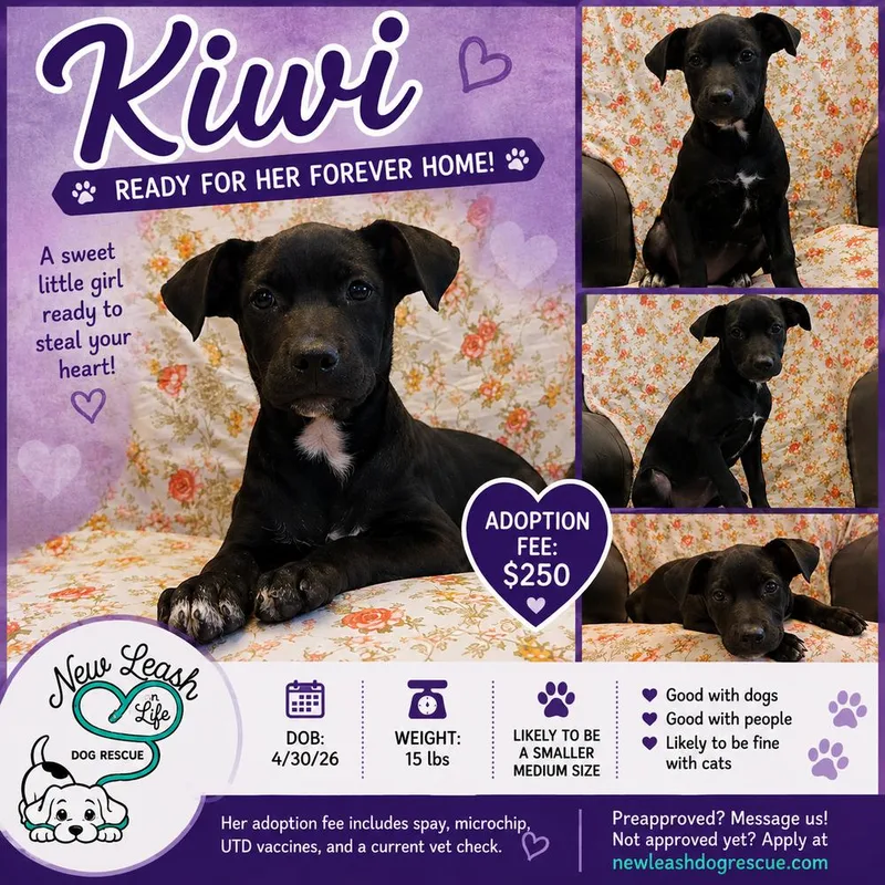 Kiwi