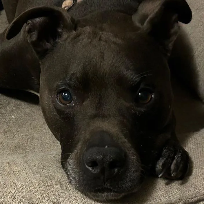 A senior medium-sized male Brown / Chocolate Pit Bull Terrier dog named Carter for adoption in Corvallis, OR