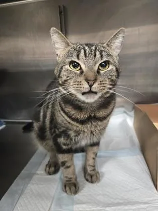 An adult medium-sized male Domestic Short Hair cat named Dippy for adoption in West Chester, PA
