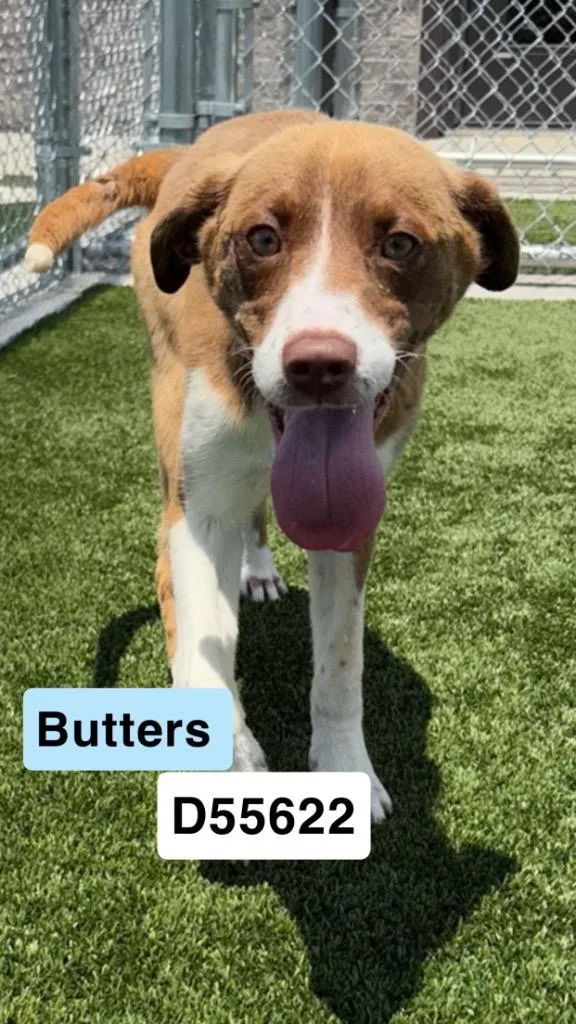 Butters thumbnail 2
