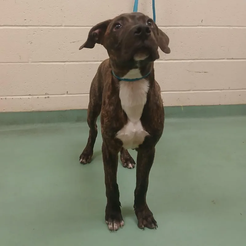 A young medium-sized male Black Mixed Breed dog named Gladiator for adoption in Memphis, TN