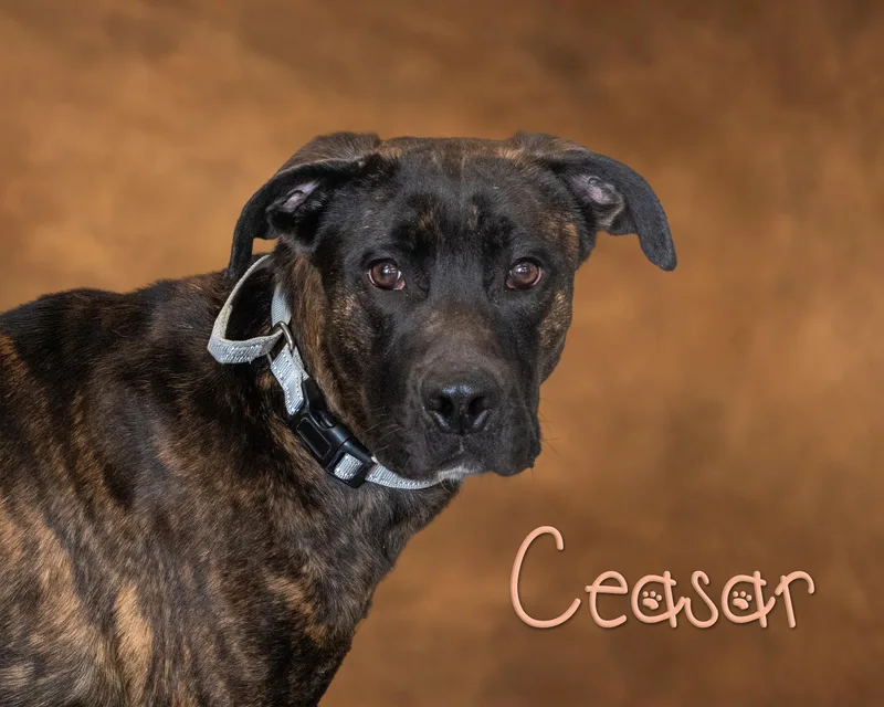 Ceasar