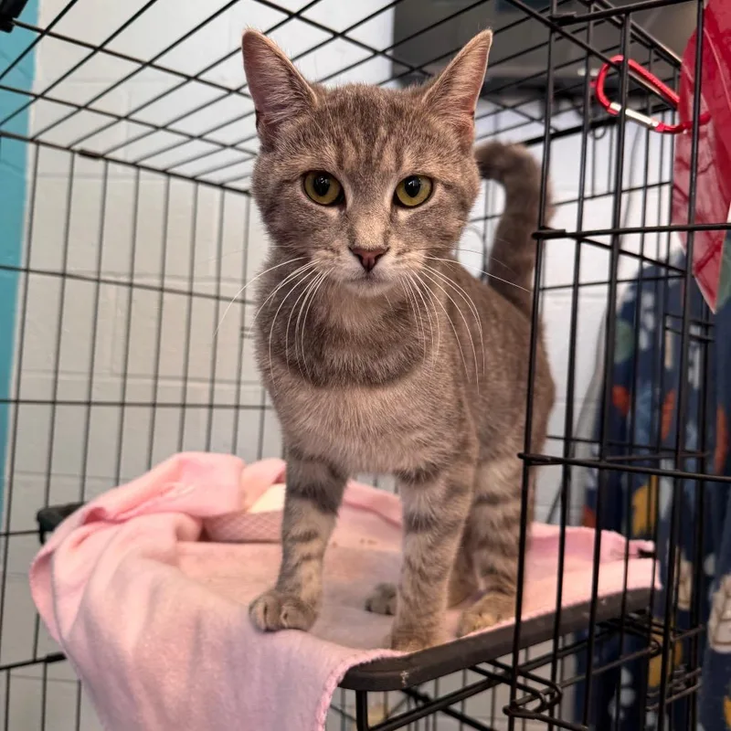 An adult medium-sized female Gray / Blue / Silver Domestic Short Hair cat named Fiona for adoption in Parkersburg, WV