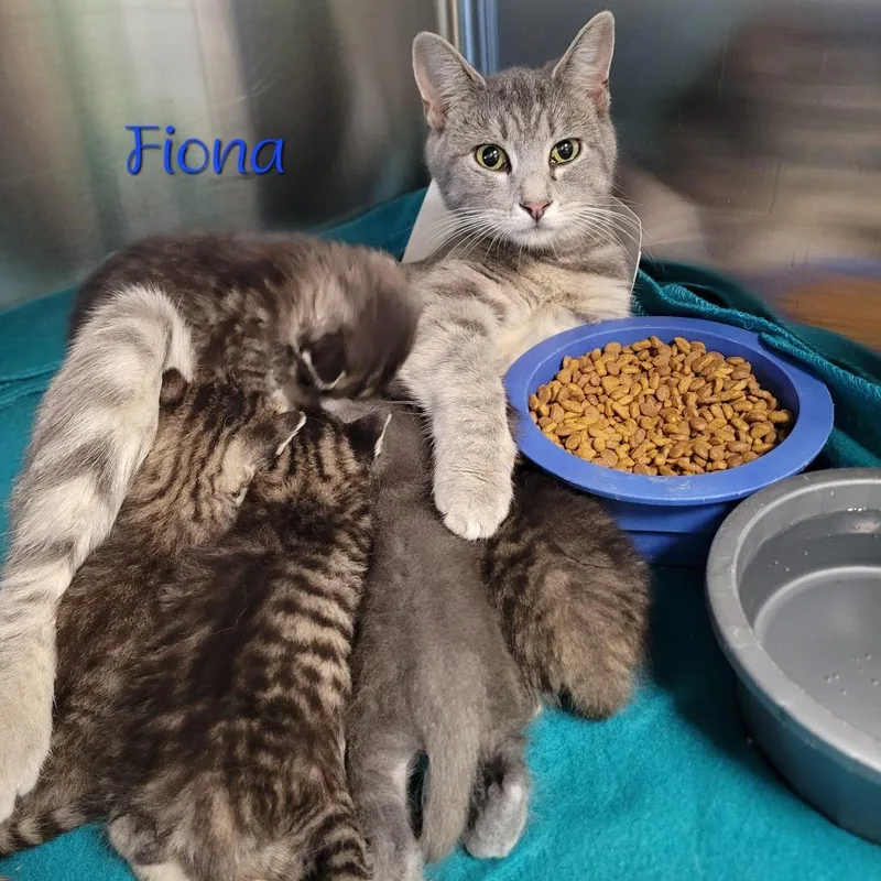 Fiona thumbnail 2