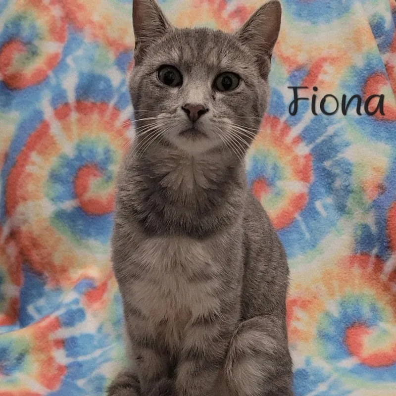Fiona thumbnail 4