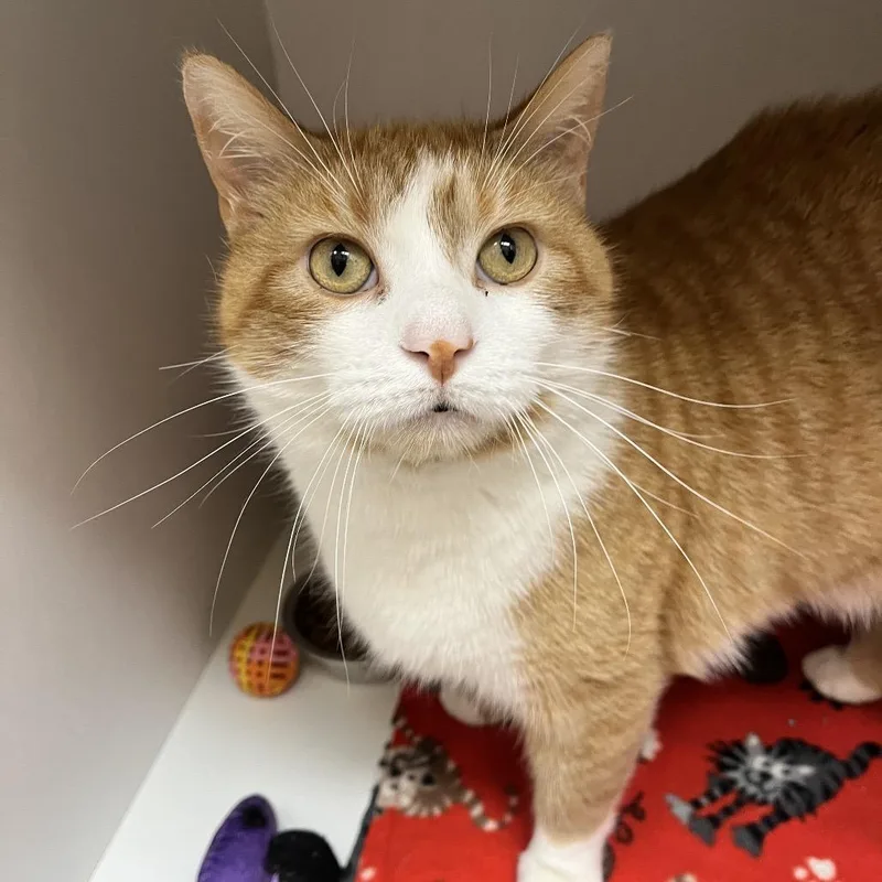 Butterscotch thumbnail 2