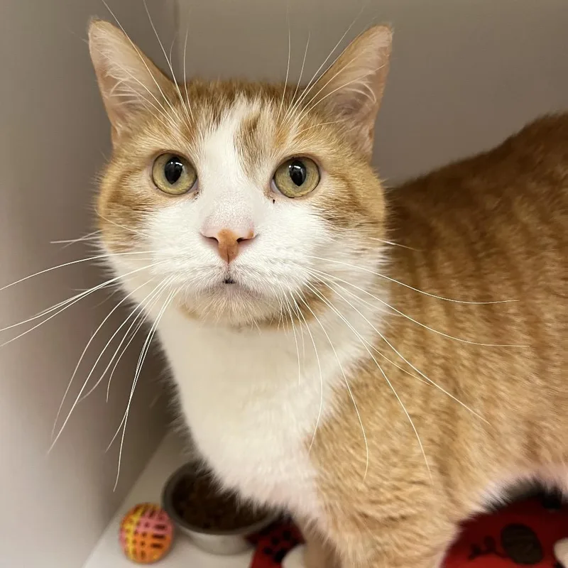 Butterscotch thumbnail 3