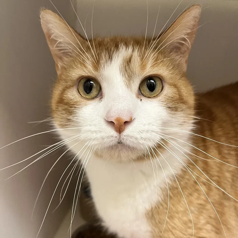 Butterscotch thumbnail 4