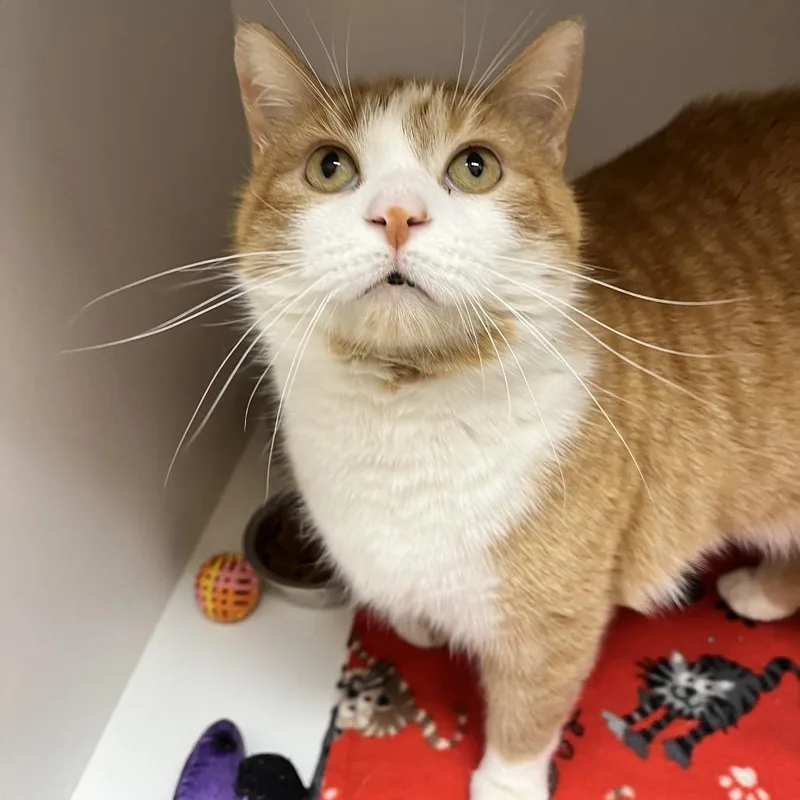 Butterscotch thumbnail 5