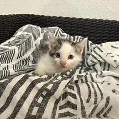 A young small-sized male Domestic Short Hair cat named Mooska for adoption in Miami, FL