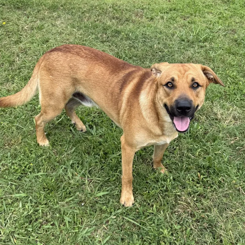 A young medium-sized male Black Mouth Cur dog named Watson for adoption in Brenham, TX