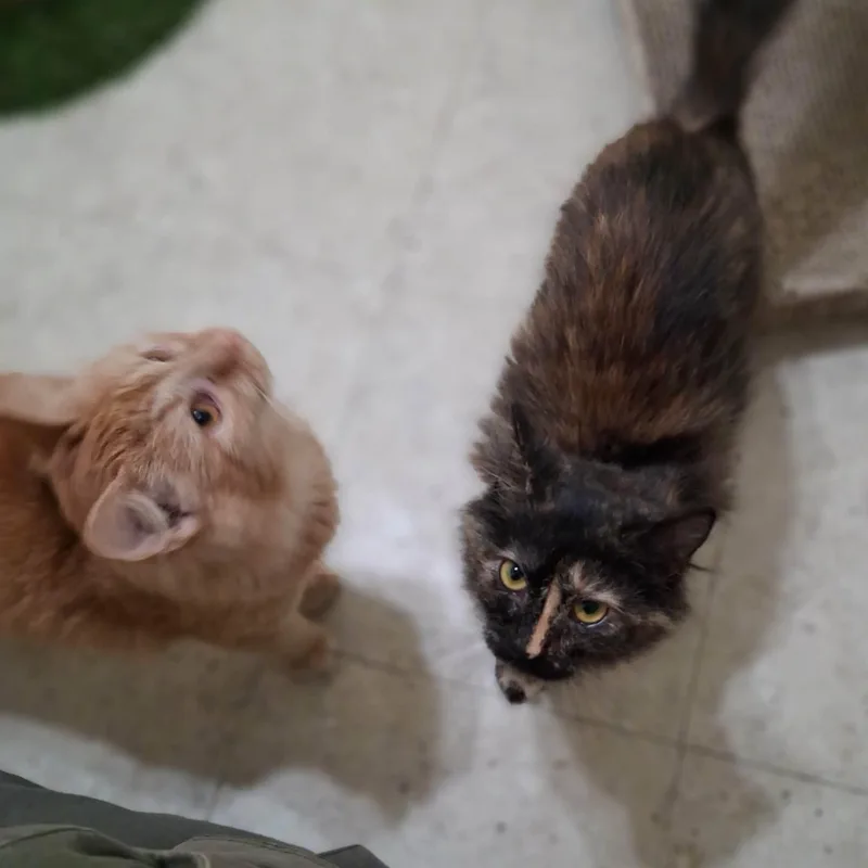 Toffee thumbnail 5