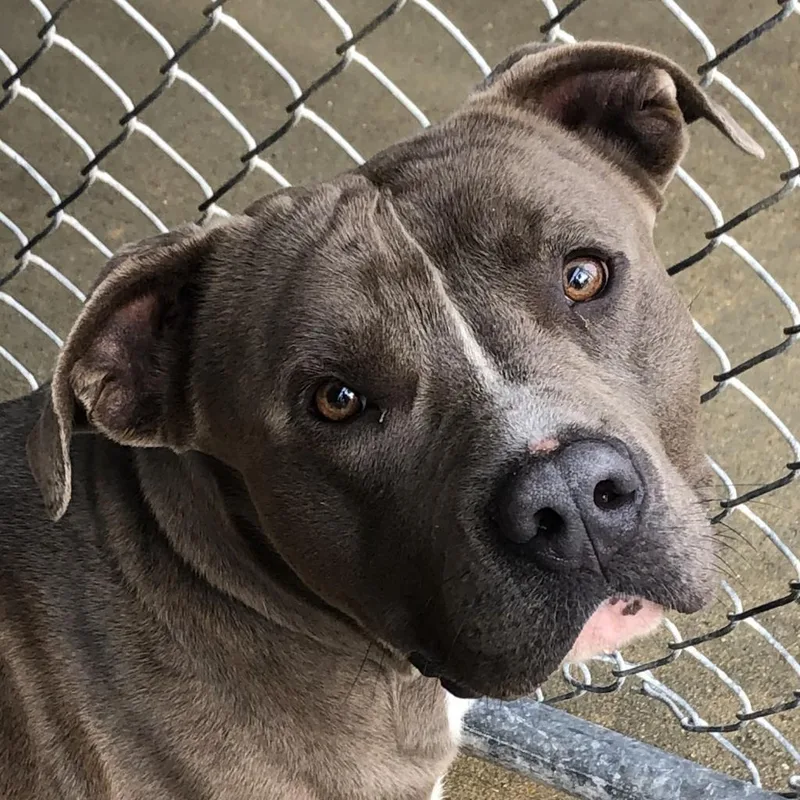 An adult medium-sized male Gray / Blue / Silver Mixed Breed dog named Guppy for adoption in Columbiana, AL