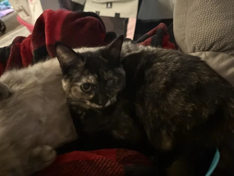 A young small-sized female Tortoiseshell Domestic Short Hair cat named HallieWeen for adoption in Plymouth, MI