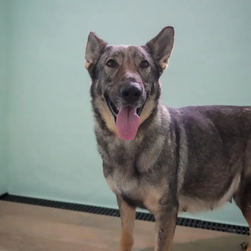 An adult large-sized female Yellow / Tan / Blond / Fawn German Shepherd Dog dog named Sunshine Aka Mocha for adoption in LOXAHATCHEE, FL