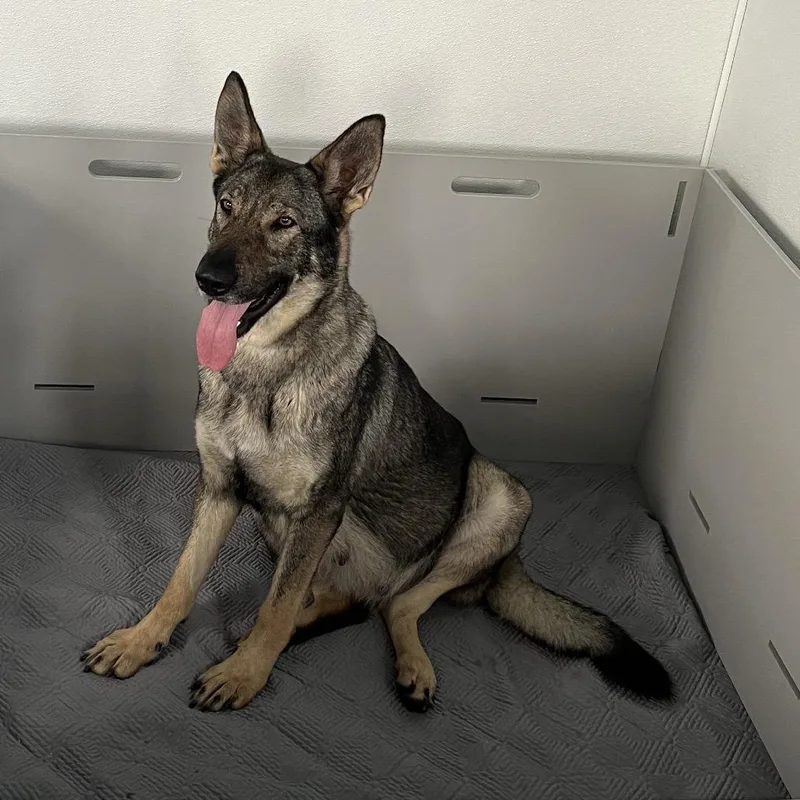 Sunshine Aka Mocha thumbnail 2