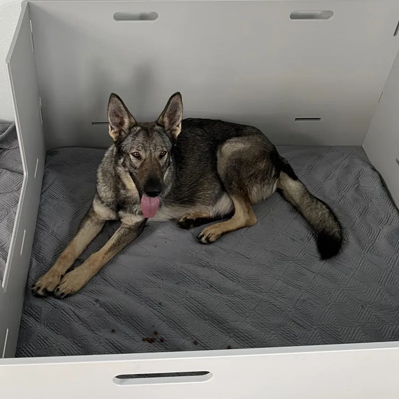 Sunshine Aka Mocha thumbnail 3