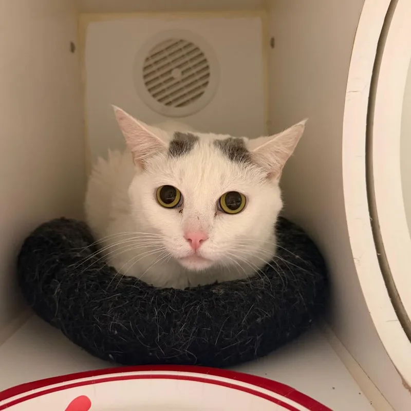 An adult medium-sized male White Domestic Short Hair cat named Kylo for adoption in Oshkosh, WI
