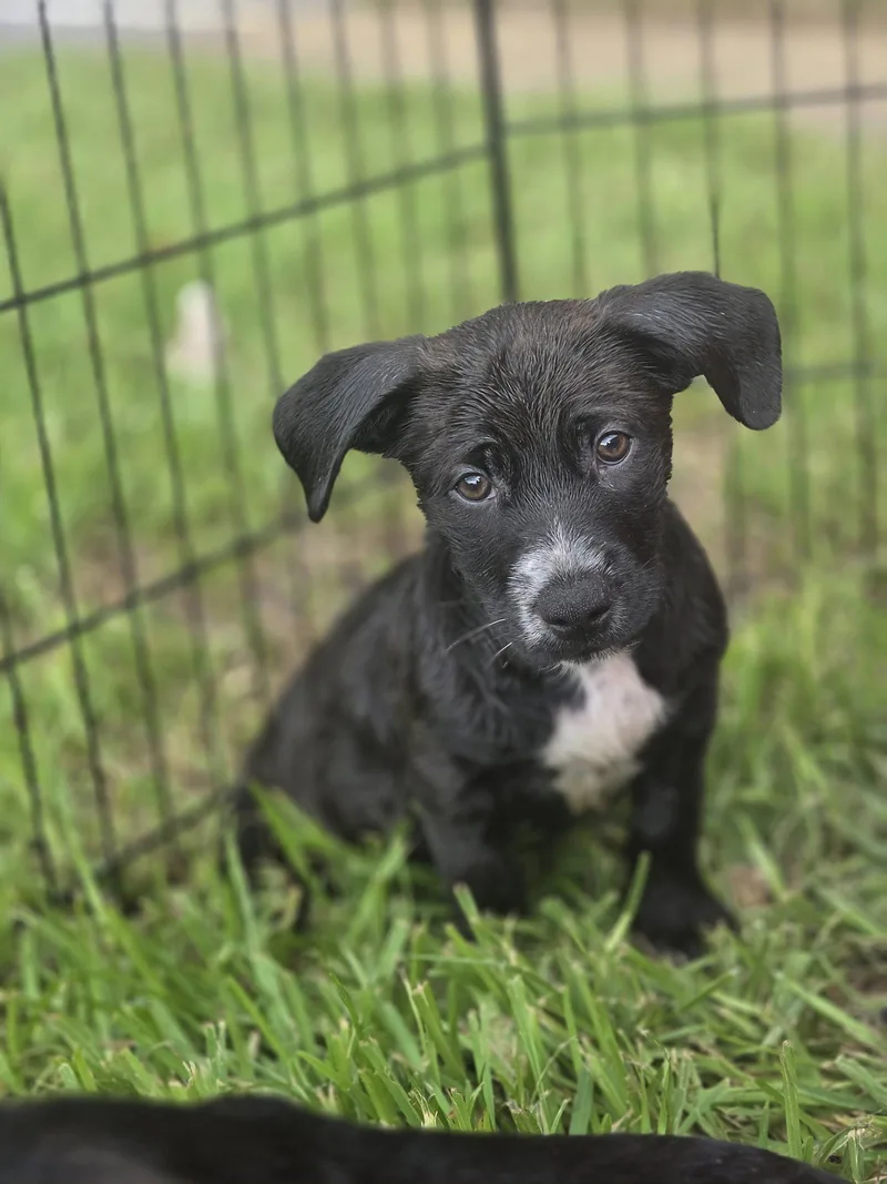 A baby medium-sized female Labrador Retriever dog named Lynn for adoption in Sanford, FL