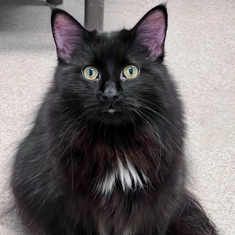 A young small-sized male Black Domestic Long Hair cat named Nicholas for adoption in Arlington Heights, IL