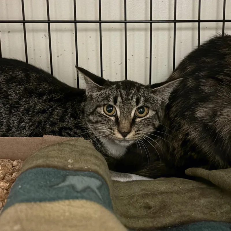 A baby small-sized female Brown / Chocolate Domestic Short Hair cat named Hurray for adoption in Lynchburg, VA