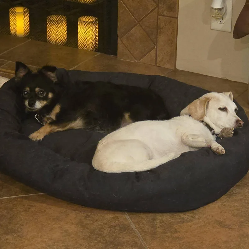 An adult small-sized female Black Chihuahua dog named Daisy for adoption in Marana, AZ