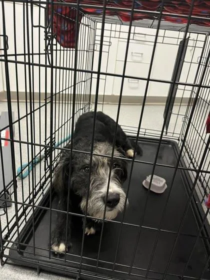 An adult medium-sized female Mixed Breed dog named Stella for adoption in Cincinnati, OH