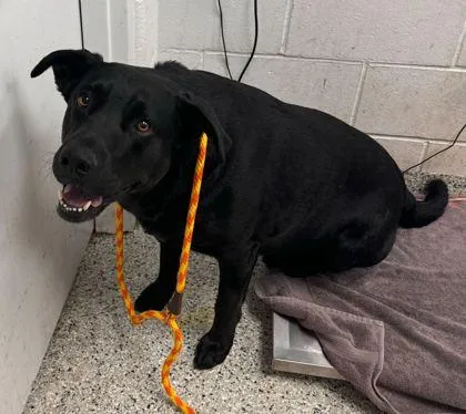 An adult extra large-sized male Black Labrador Retriever dog named Jehosophat for adoption in Kansas City, MO