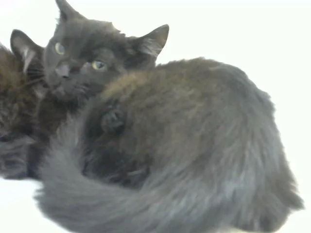 A baby small-sized male Domestic Medium Hair cat named Jet for adoption in Albuquerque, NM