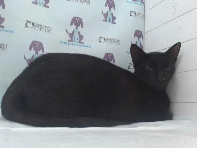 A young small-sized female Domestic Short Hair cat named Midnight for adoption in Orlando, FL