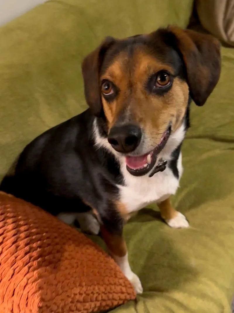 An adult medium-sized male Tricolor (Brown, Black, & White) Hound dog named Yoshi for adoption in Mount Prospect, IL