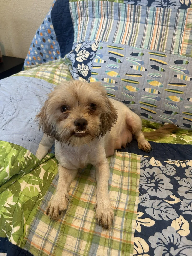An adult small-sized female Shih Tzu dog named Butterscotch for adoption in Pipe Creek, TX