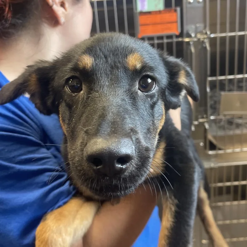 A baby small-sized female Mixed Breed dog named LA Lemonade for adoption in Port Washington, NY
