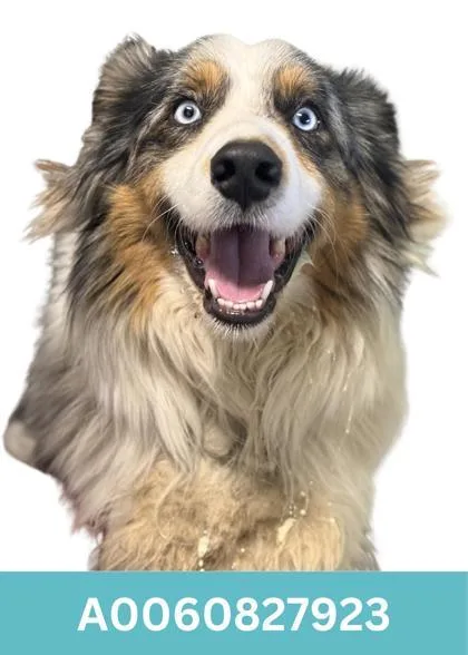 An adult medium-sized male Australian Shepherd dog named Elroy for adoption in Red Bluff, CA