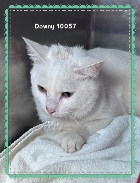 A young medium-sized male White Domestic Short Hair cat named Downy for adoption in Marietta, GA