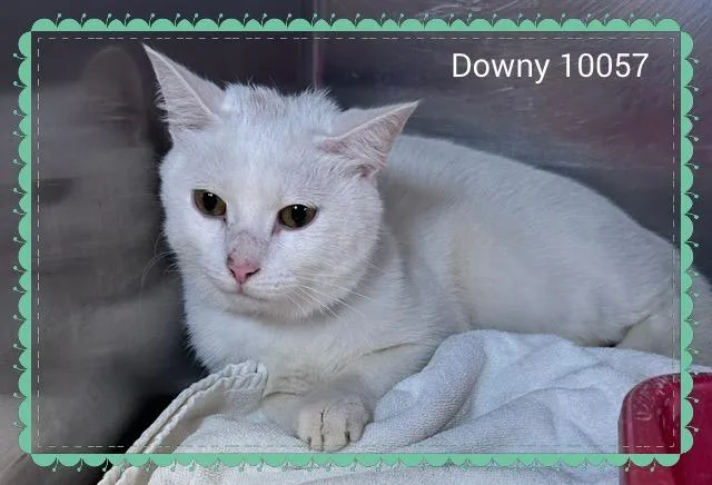 Downy thumbnail 2