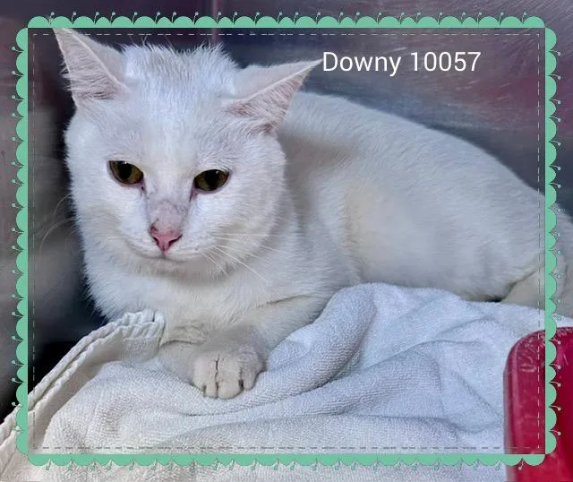 Downy thumbnail 3