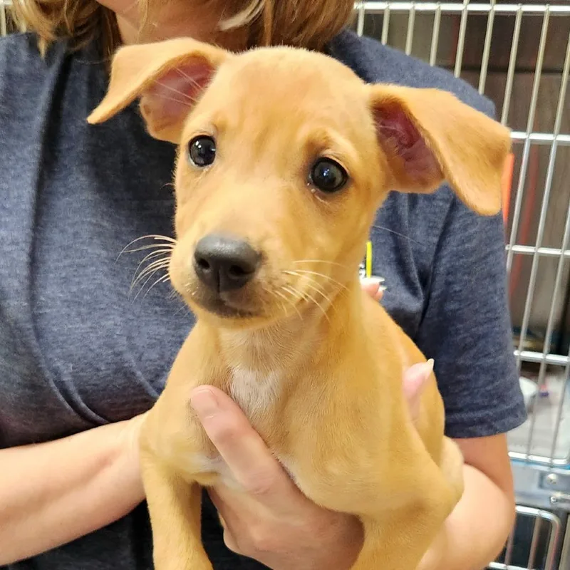 Carambola Pup: China