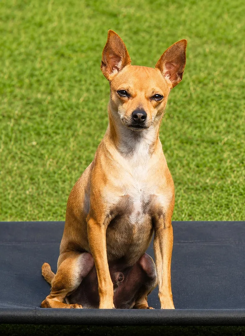 An adult small-sized male Golden Rat Terrier dog named Geoffrey for adoption in Deer Park, TX