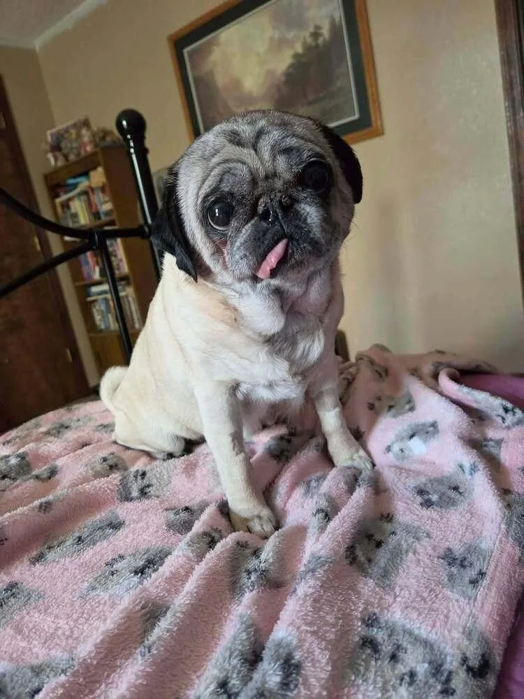 A senior medium-sized female Pug dog named Ivy for adoption in Eagle, ID