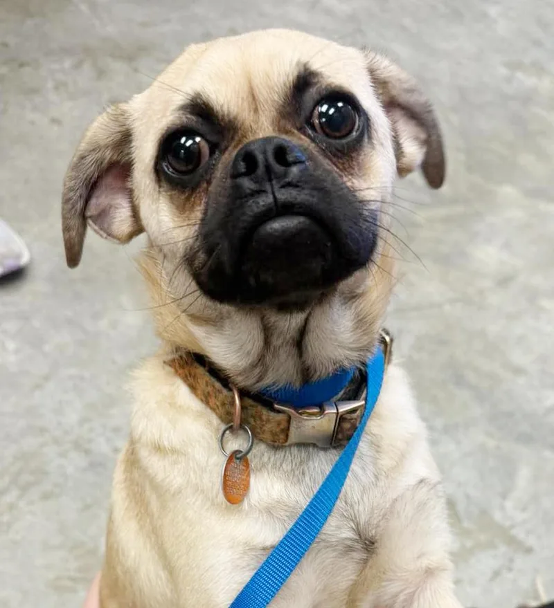 A young small-sized male Bicolor Pug dog named Charlie Star  Could for adoption in Bedford Hills, NY