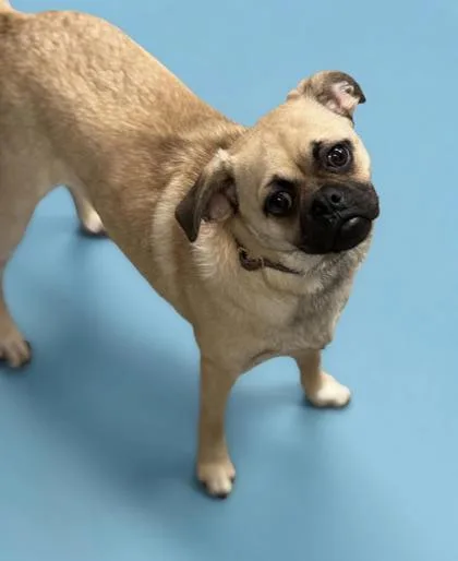 Charlie Star  Could thumbnail 2
