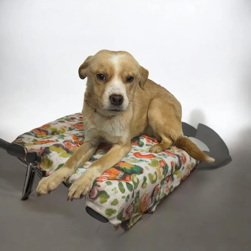 An adult small-sized female Yellow / Tan / Blond / Fawn Beagle dog named Honey for adoption in Dallas, GA