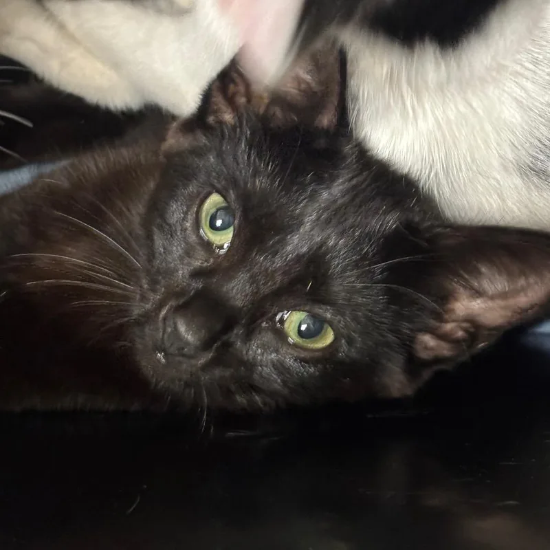 A baby small-sized female Black Domestic Short Hair cat named Shaak Ti for adoption in Charleston, WV