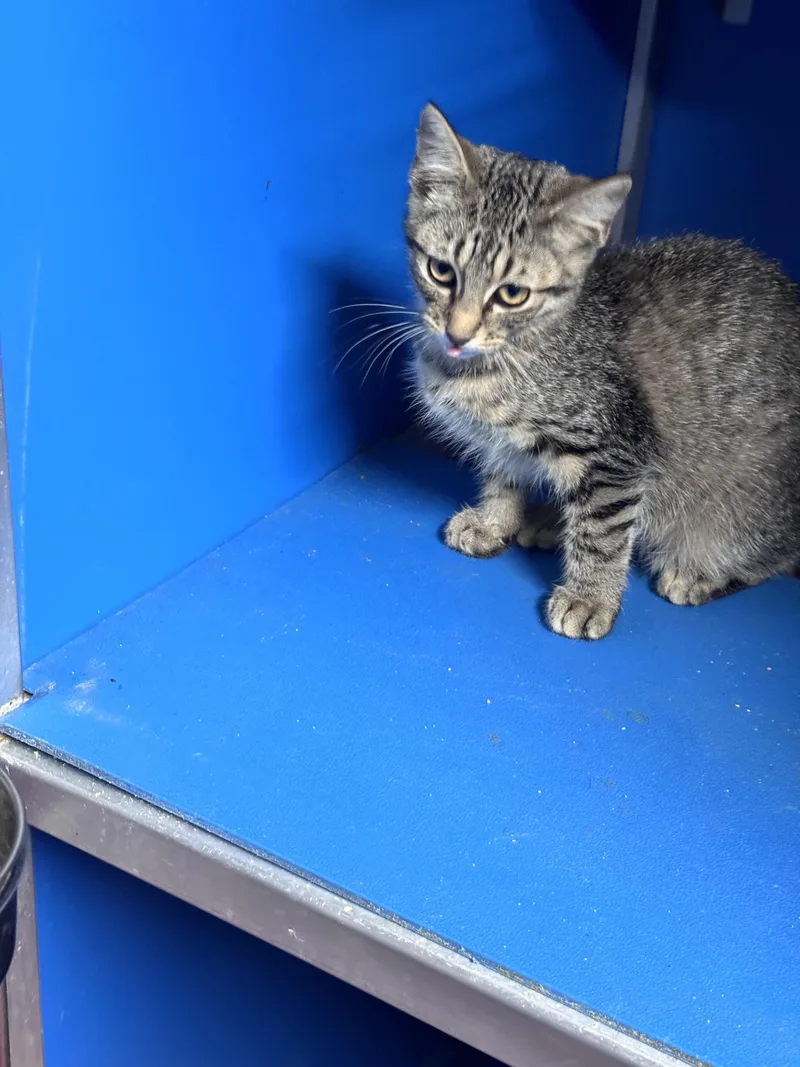 A baby medium-sized male Tabby (Buff / Tan / Fawn) Domestic Short Hair cat named Kaia for adoption in Hoopeston, IL