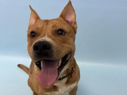 An adult large-sized male Pit Bull Terrier dog named Finn for adoption in Woodbury, MN