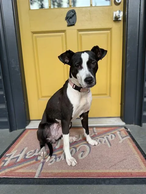 An adult medium-sized female Mixed Breed dog named Millie for adoption in Charlotte, NC