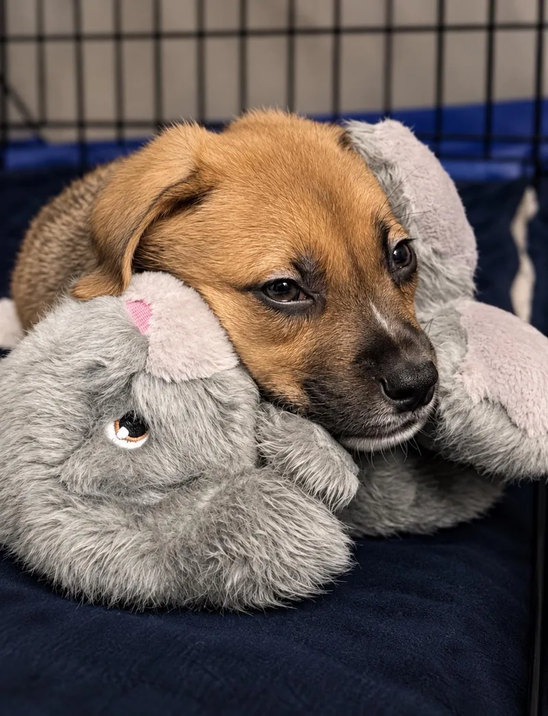 A baby medium-sized male Mixed Breed dog named Toby for adoption in Rochester , NY